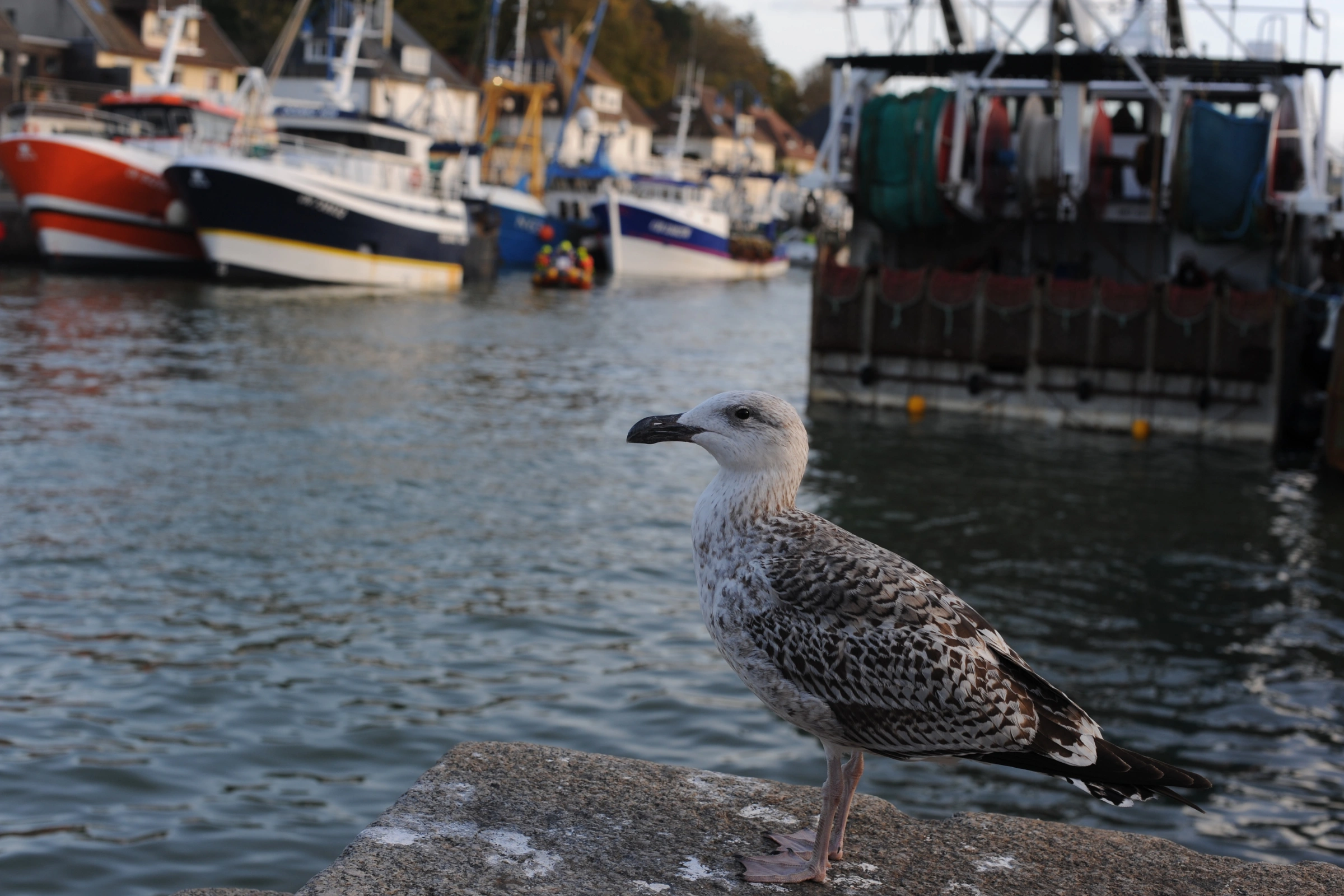 Port-en-Bessin-Huppain[1].webp